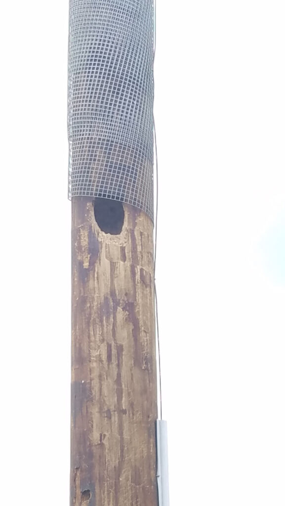 woodpecker damage in wooden pole