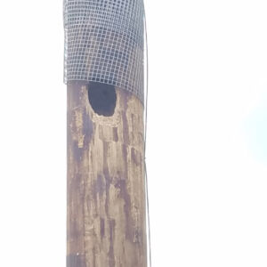 woodpecker damage in wooden pole