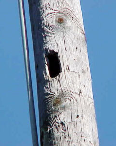 woodpecker damage in wooden pole