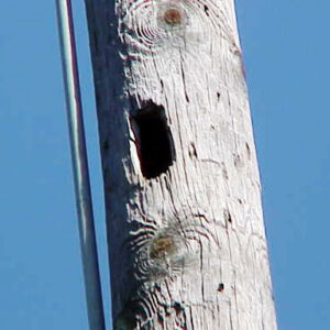 woodpecker damage in wooden pole